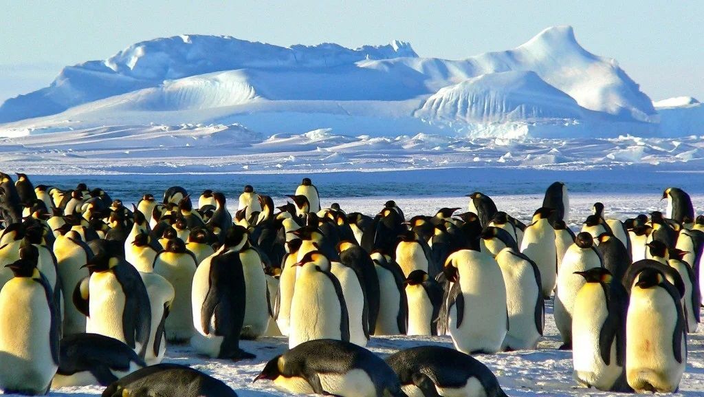 20 Januari Hari Kesadaran Penguin