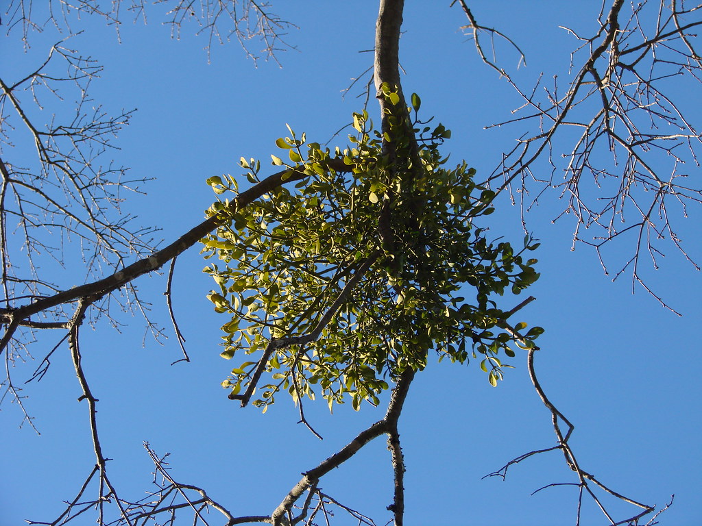 15 Fakta Menarik Tentang Mistletoe yang Perlu Anda Ketahui