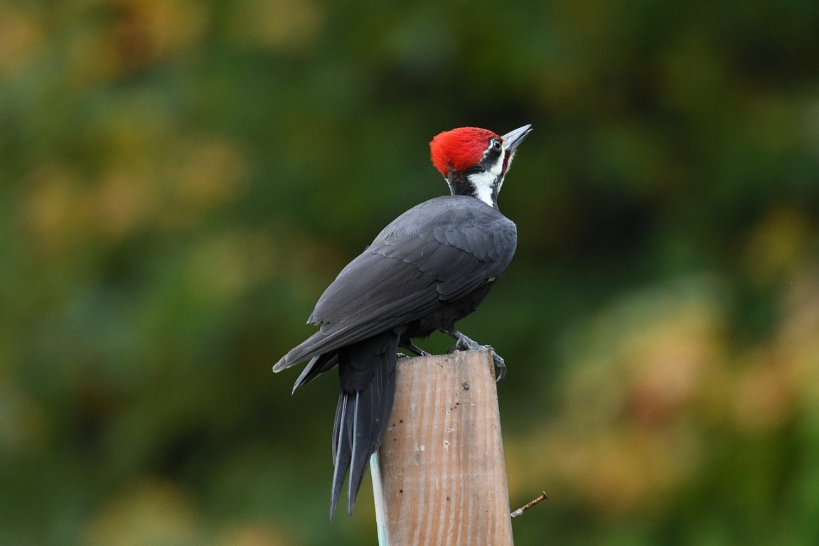 15 Fakta Menarik Tentang Burung Pelatuk yang Suka Mematuk Kayu