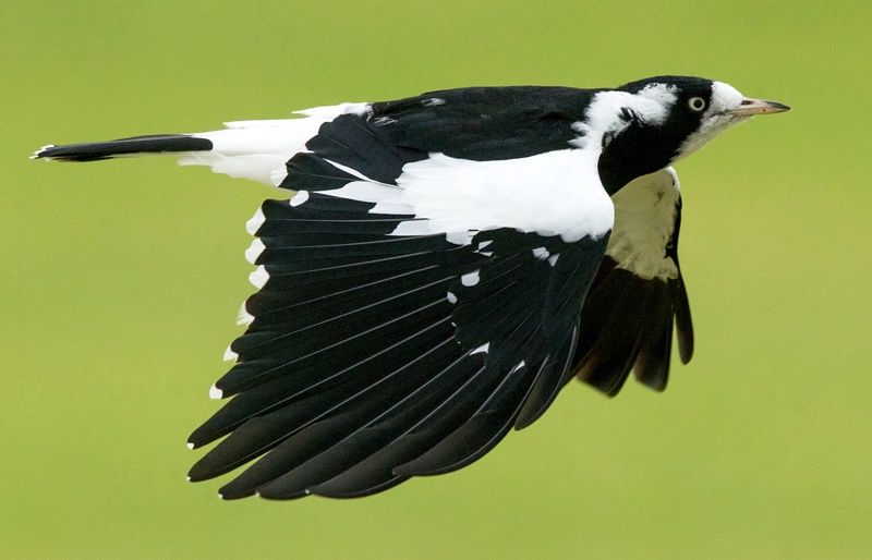 Takhayul & Kebenaran di Balik Burung Magpie Menurut Agama