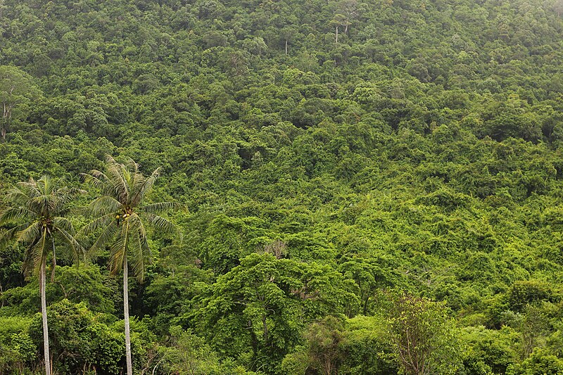 Apa Perbedaan Antara Hutan, Rimba, dan Rimba Rimba?