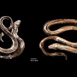 Hypsiscopus indonesiensis, Ular Air Baru dari Danau Towuti