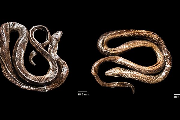 Hypsiscopus indonesiensis, Ular Air Baru dari Danau Towuti