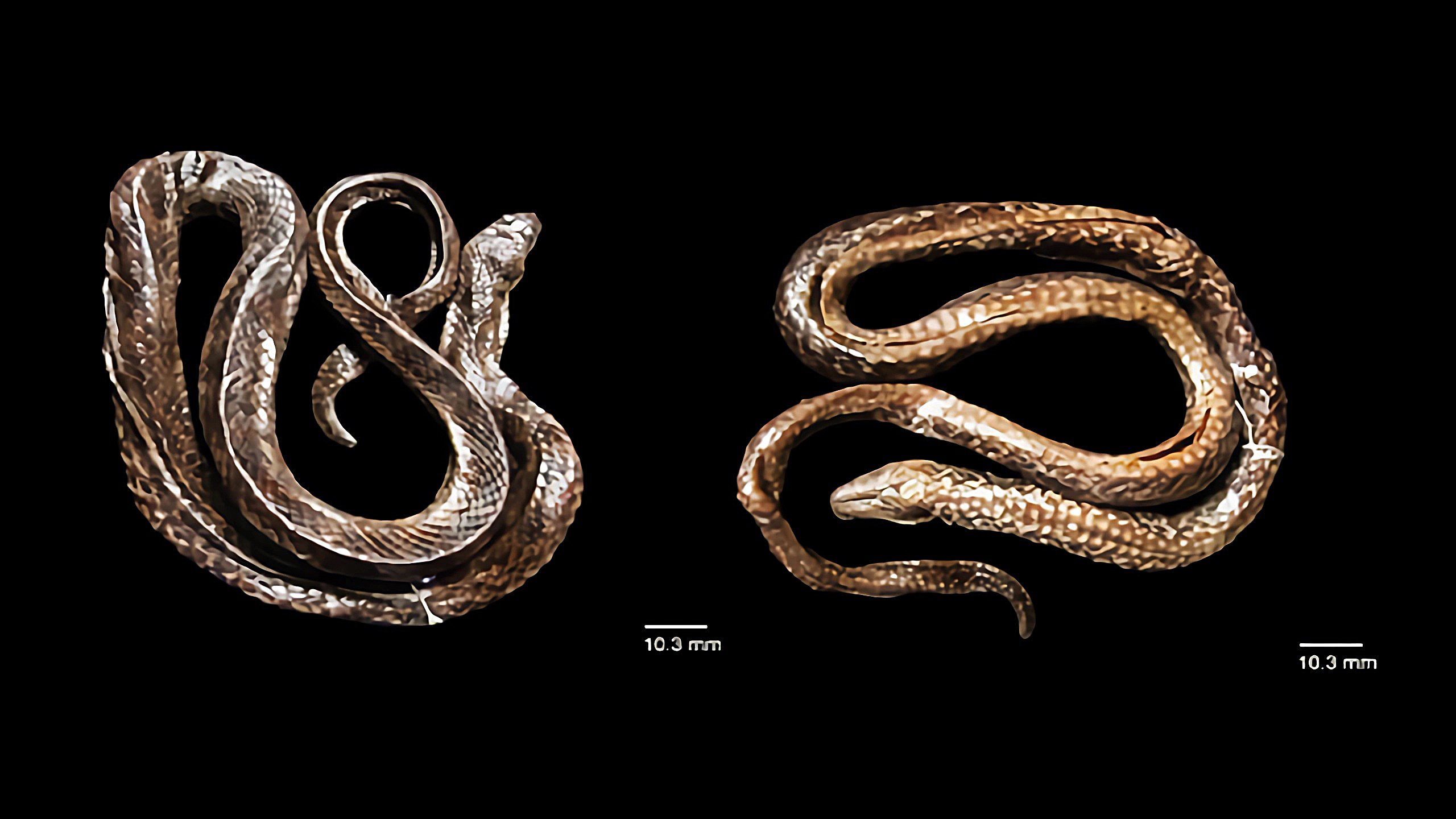 Hypsiscopus indonesiensis, Ular Air Baru dari Danau Towuti